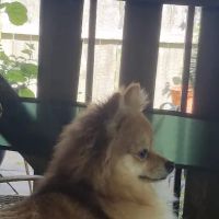 Alvin-Friendswood Veterinary Center ico