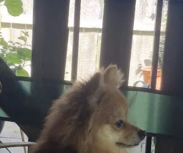 Alvin-Friendswood Veterinary Center