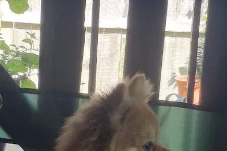 Alvin-Friendswood Veterinary Center