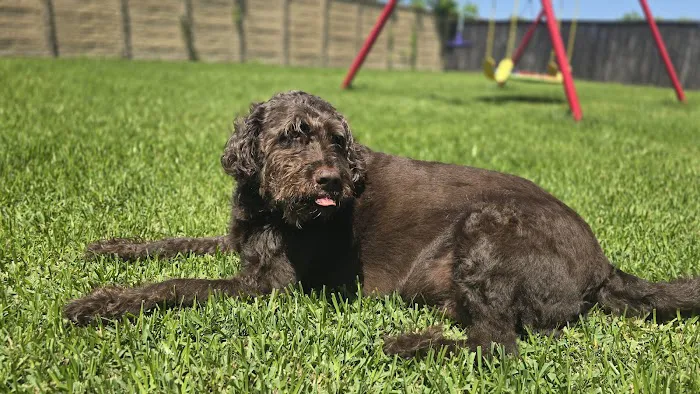 Alvin-Friendswood Veterinary Center 12