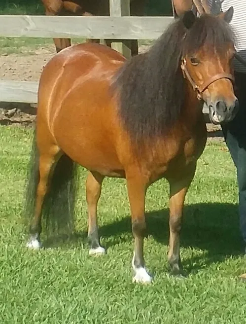 Abel Veterinary Services 12