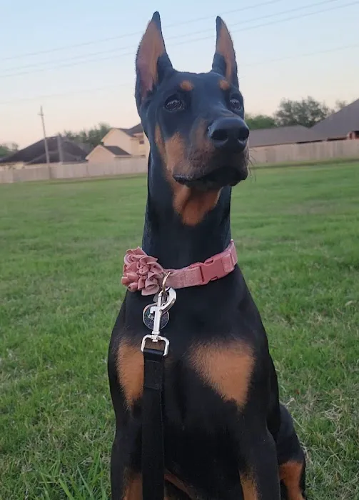 Abel Veterinary Services 12