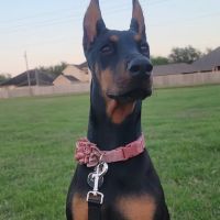 Abel Veterinary Services ico
