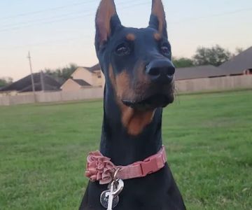 Abel Veterinary Services