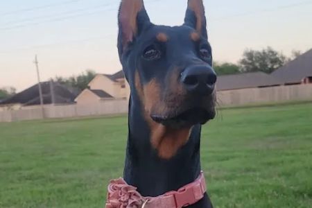 Abel Veterinary Services