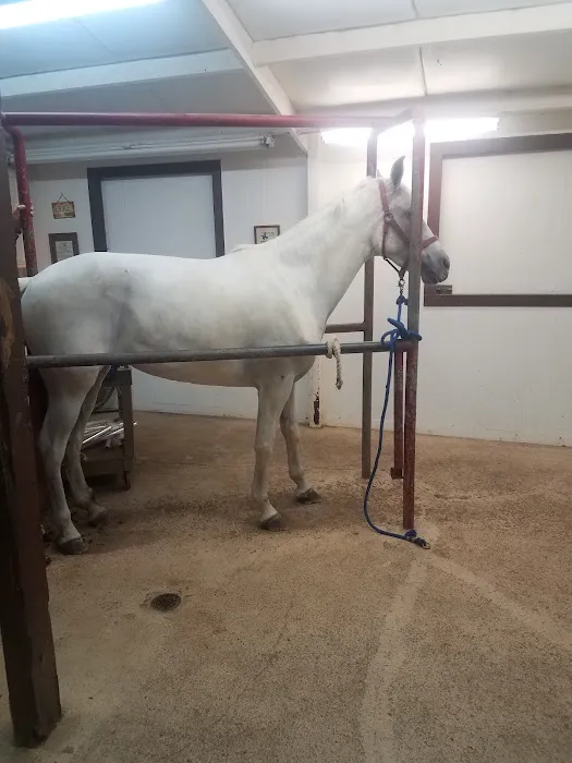 Abel Veterinary Services 12