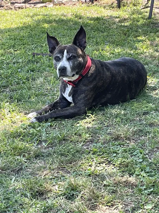 League City Animal Clinic 12