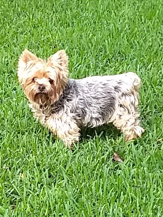 League City Animal Clinic 12