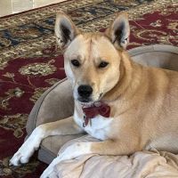 League City Animal Clinic ico