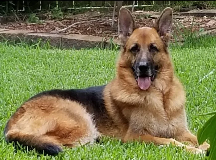 League City Animal Clinic 12