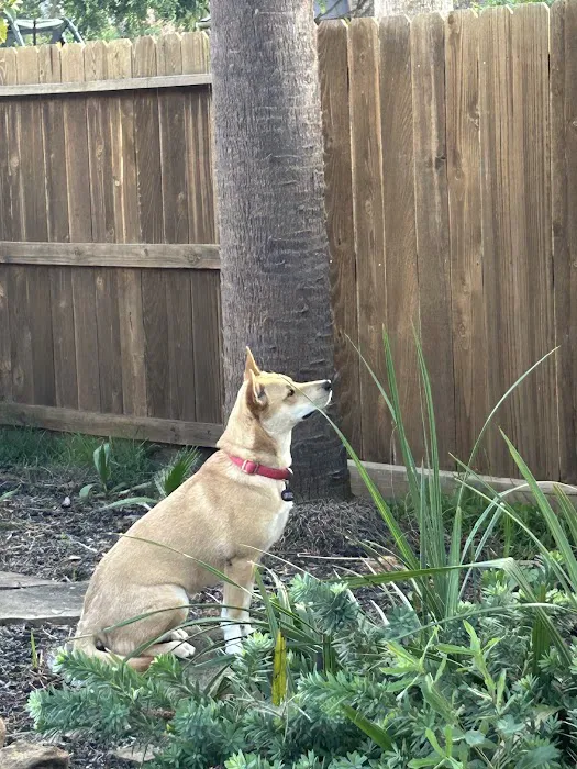 League City Animal Clinic 12
