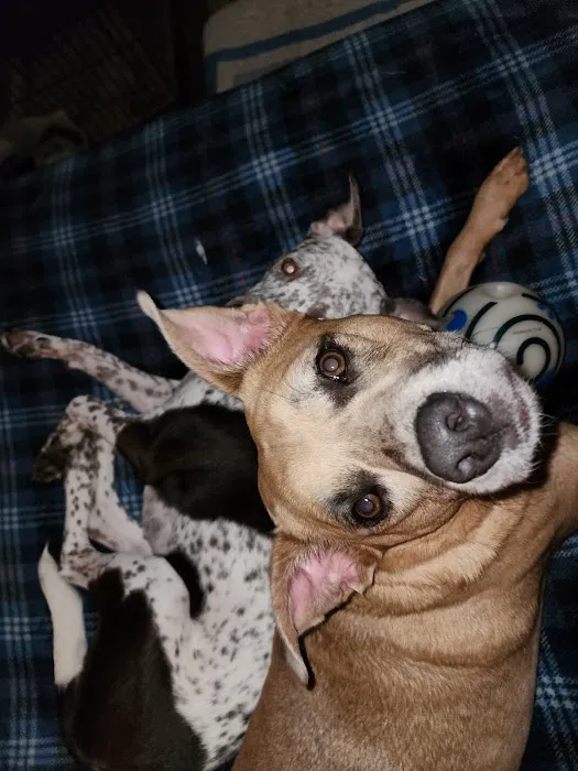 Trinity Animal Hospital 12