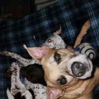 Trinity Animal Hospital ico