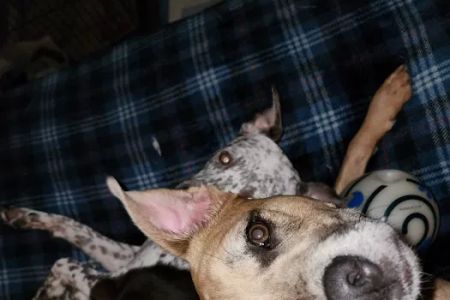Trinity Animal Hospital