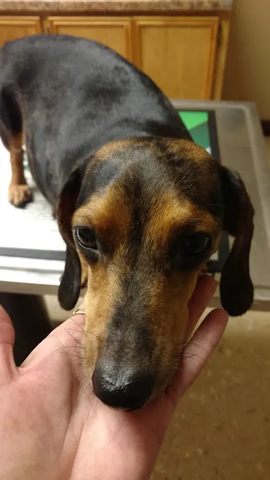 Trinity Animal Hospital 12
