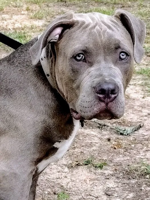 Trinity Animal Hospital 12