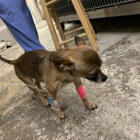 Dayton Veterinary Clinic ico
