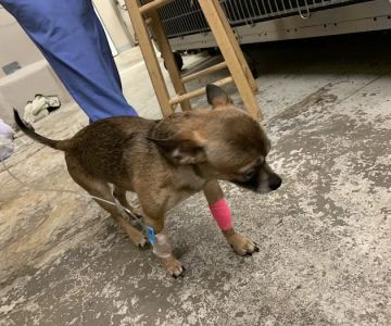 Dayton Veterinary Clinic