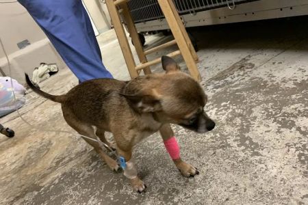Dayton Veterinary Clinic