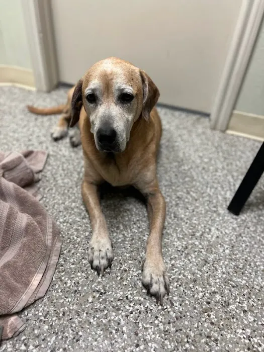 Dayton Veterinary Clinic 12