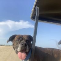 Winnie Veterinary Clinic ico