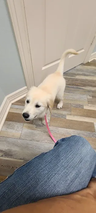 Egret Bay Veterinary Hospital 12