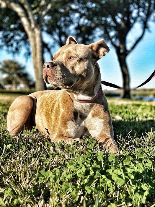 Animal Kingdom Pet Hospital 12