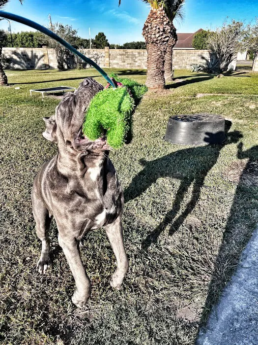 Animal Kingdom Pet Hospital 12