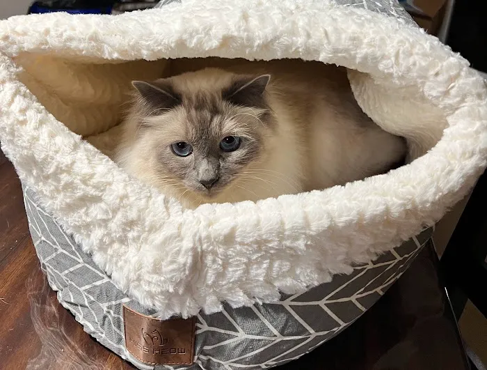 WellCare Pet Clinic 12