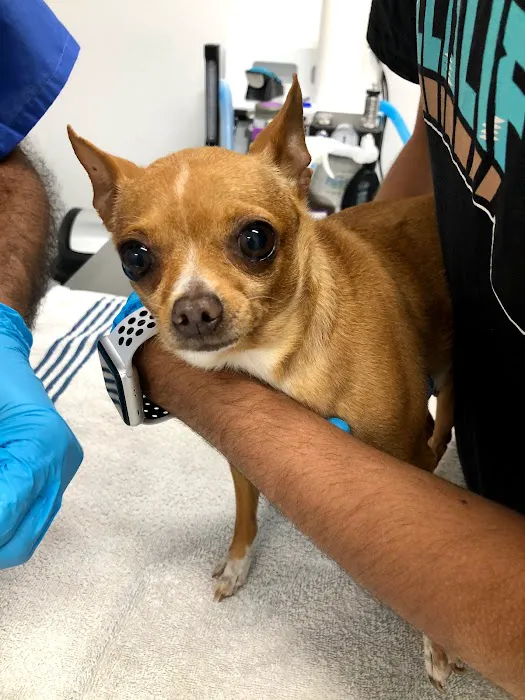WellCare Pet Clinic 12