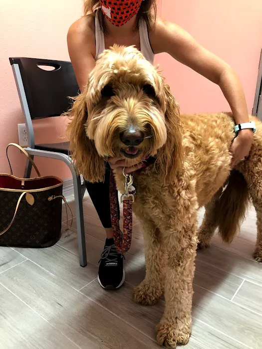 WellCare Pet Clinic 12