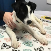 WellCare Pet Clinic ico
