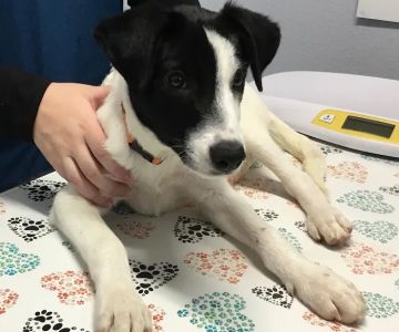 WellCare Pet Clinic