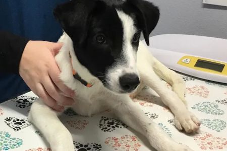 WellCare Pet Clinic