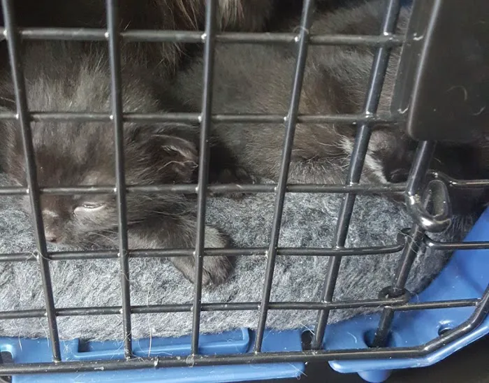 Baylor Animal Clinic 12