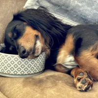 A Paw Above Veterinary Hospital ico