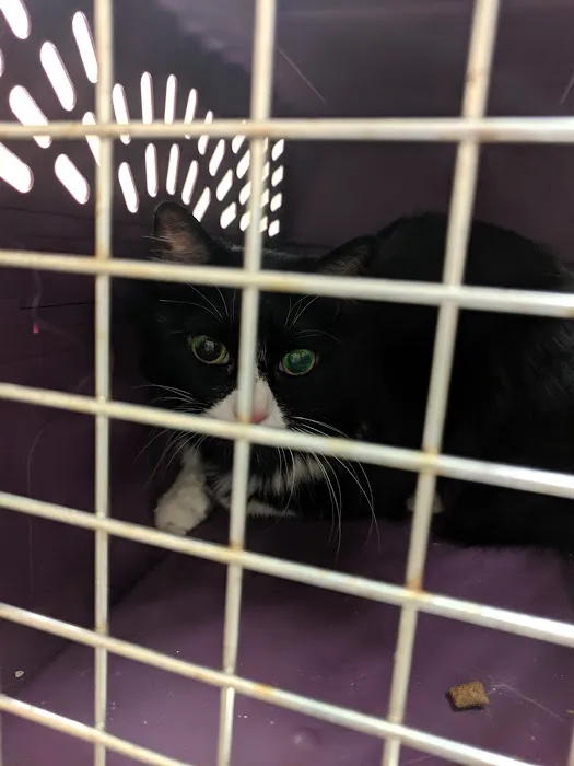 Clear Springs Animal Hospital 12