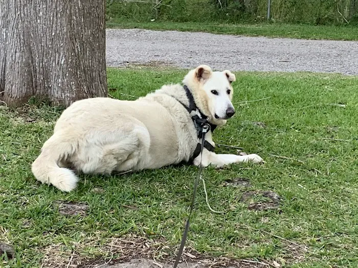 Clear Springs Animal Hospital 12
