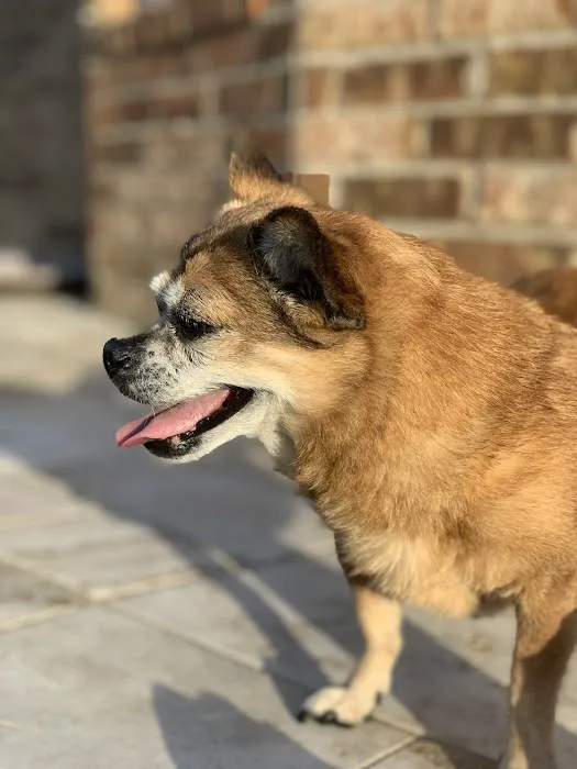 Clear Springs Animal Hospital 12