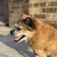 Clear Springs Animal Hospital ico