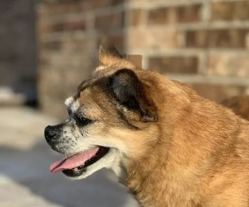 Clear Springs Animal Hospital