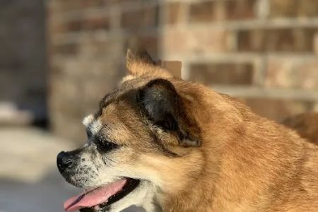 Clear Springs Animal Hospital