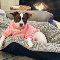 Cypress Lakes Animal Hospital ico