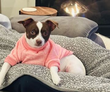 Cypress Lakes Animal Hospital
