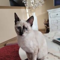True Companion Veterinary Care ico