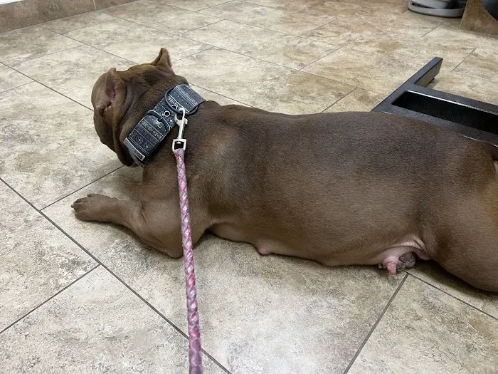 VCare animal clinic 12