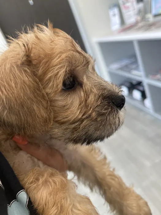 VCare animal clinic 12