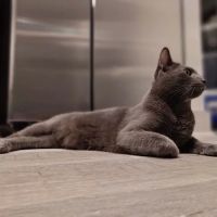 VCare animal clinic ico