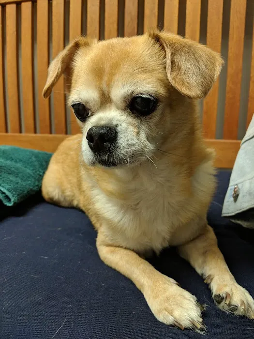 Animal ER of Northwest Houston 12