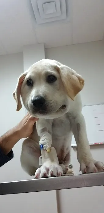 Animal ER of Northwest Houston 12
